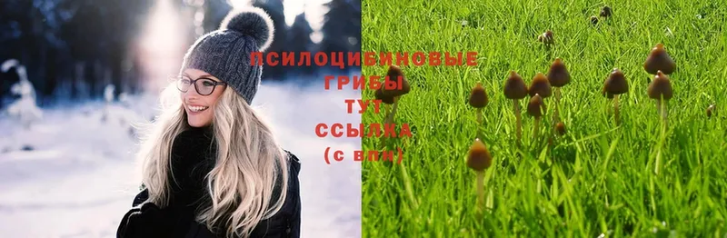 Галлюциногенные грибы Psilocybe  мориарти Telegram  Лукоянов  ОМГ ОМГ ТОР 